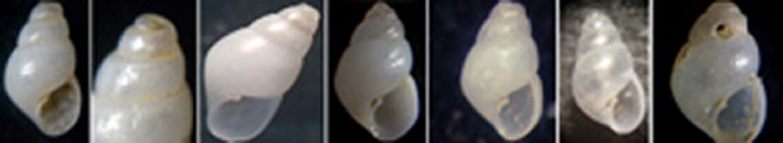 Odostomia, per esclusione!